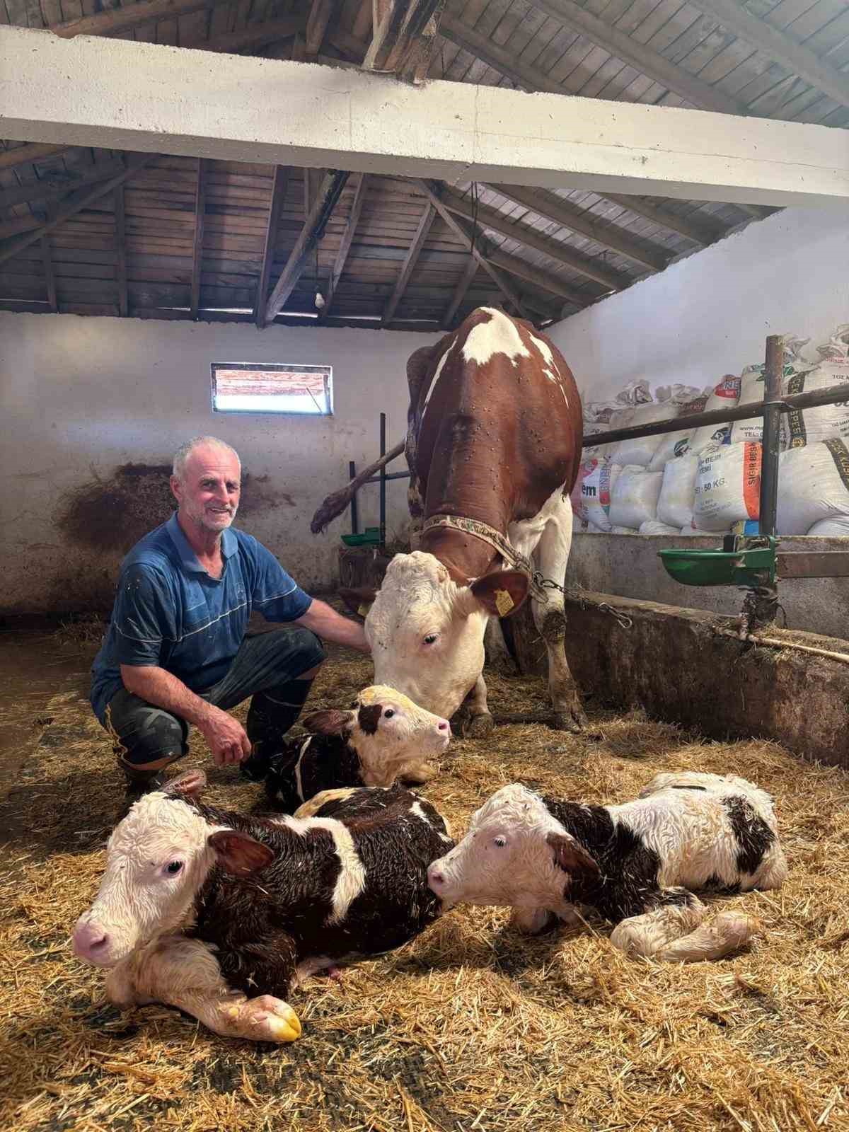 Kırklareli’nde şaşırtan doğum: Bir inek üçüz doğurdu