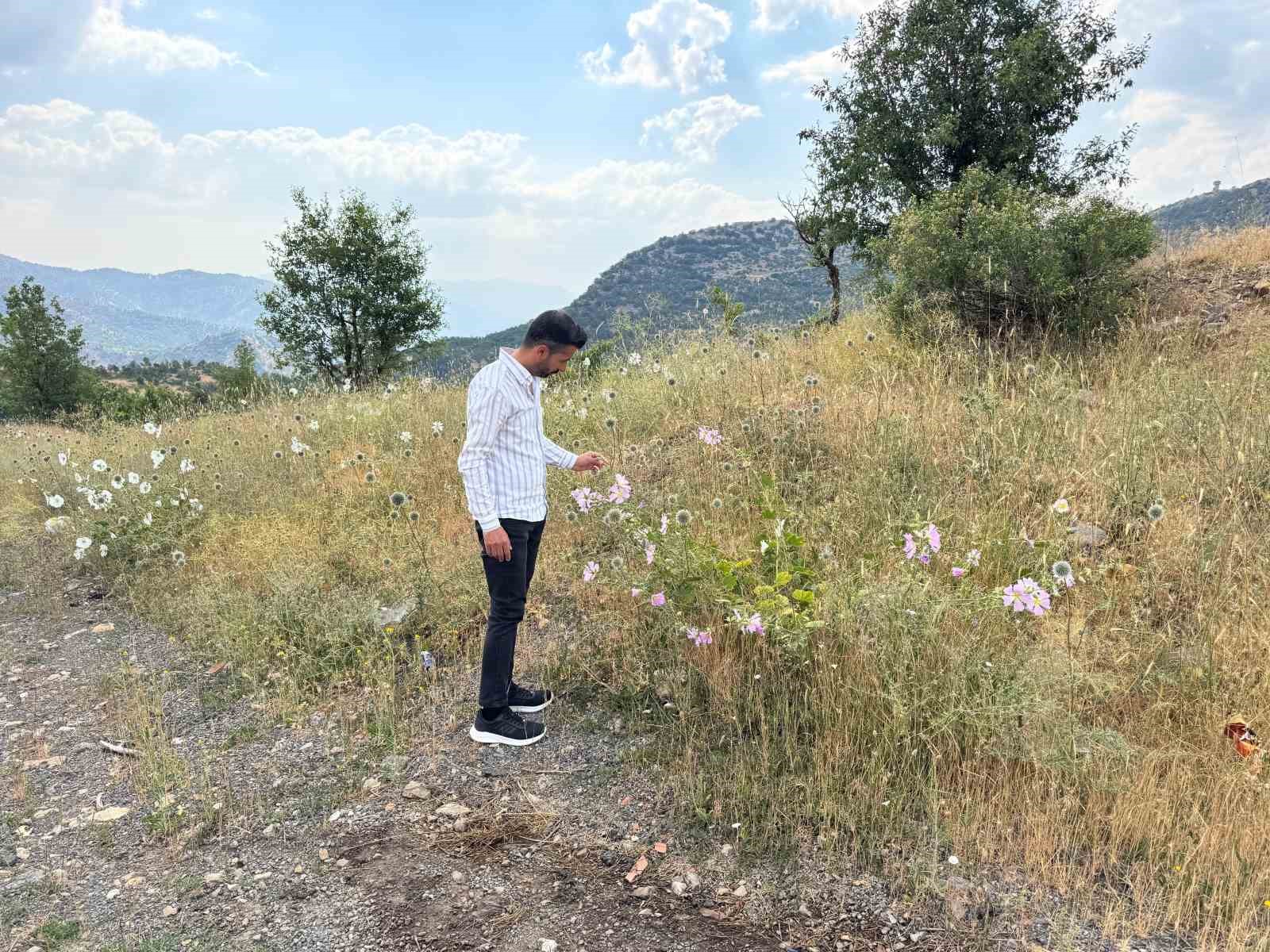 Şırnak’ta çekirge istilası