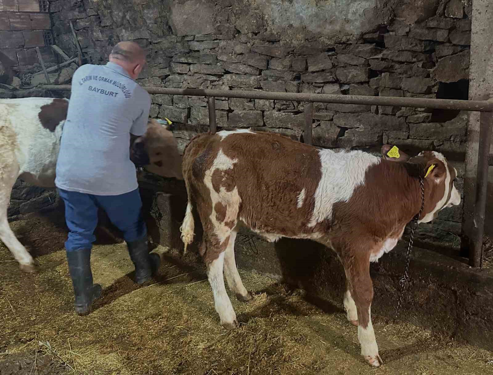 Aydıntepe’nin 8 köyünde buzağı küpeleme ve aşılama çalışmaları tamamlandı