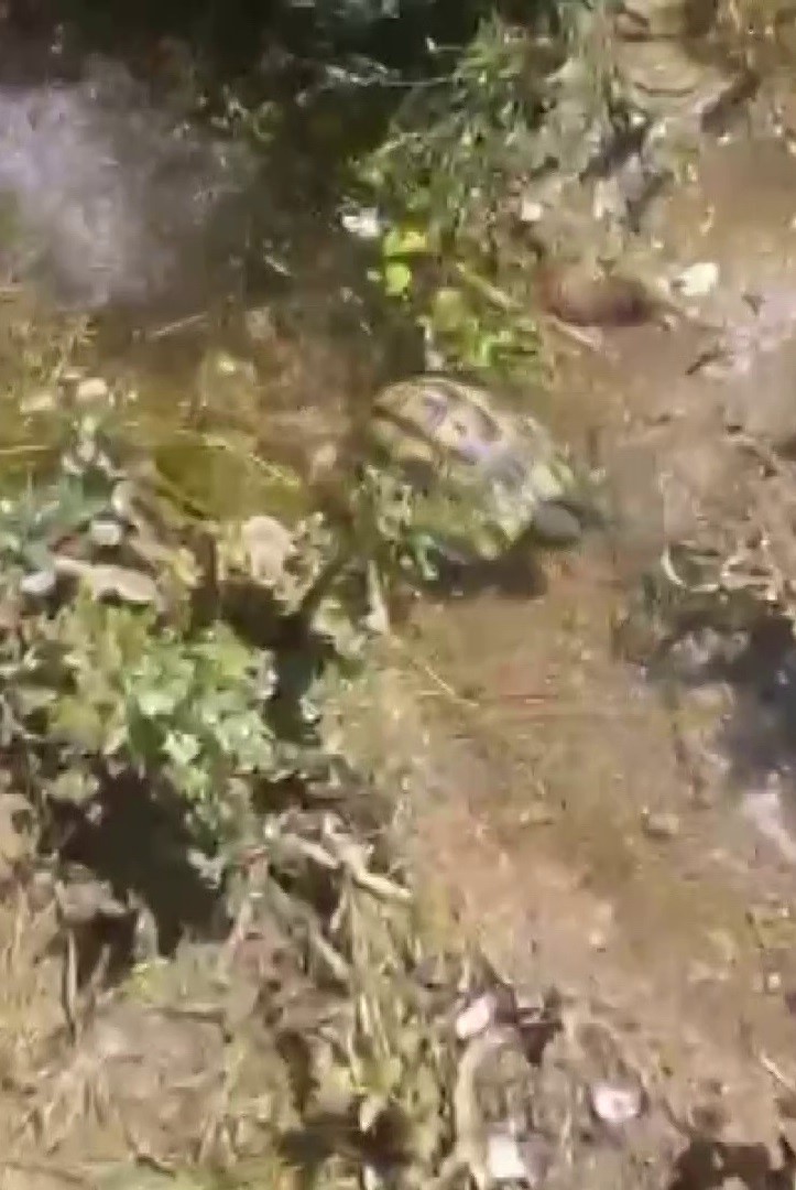 ‘Fıstığım’ diye sevdiği kaplumbağayı ölümden kurtardı