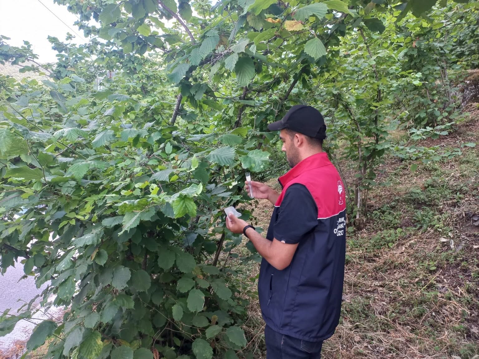 Savaşçı arılar doğaya salındı