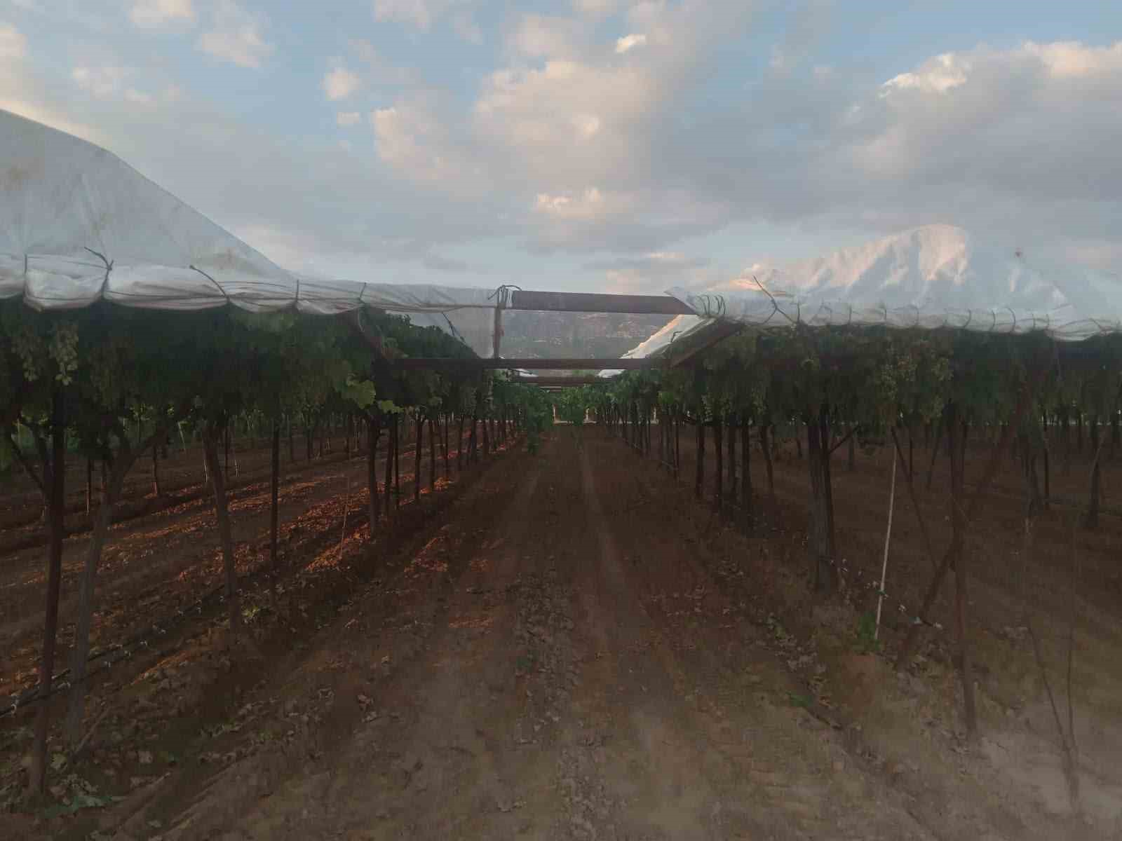 Sarıgöl bağlarında hedef ihracatlık kaliteli üzüm