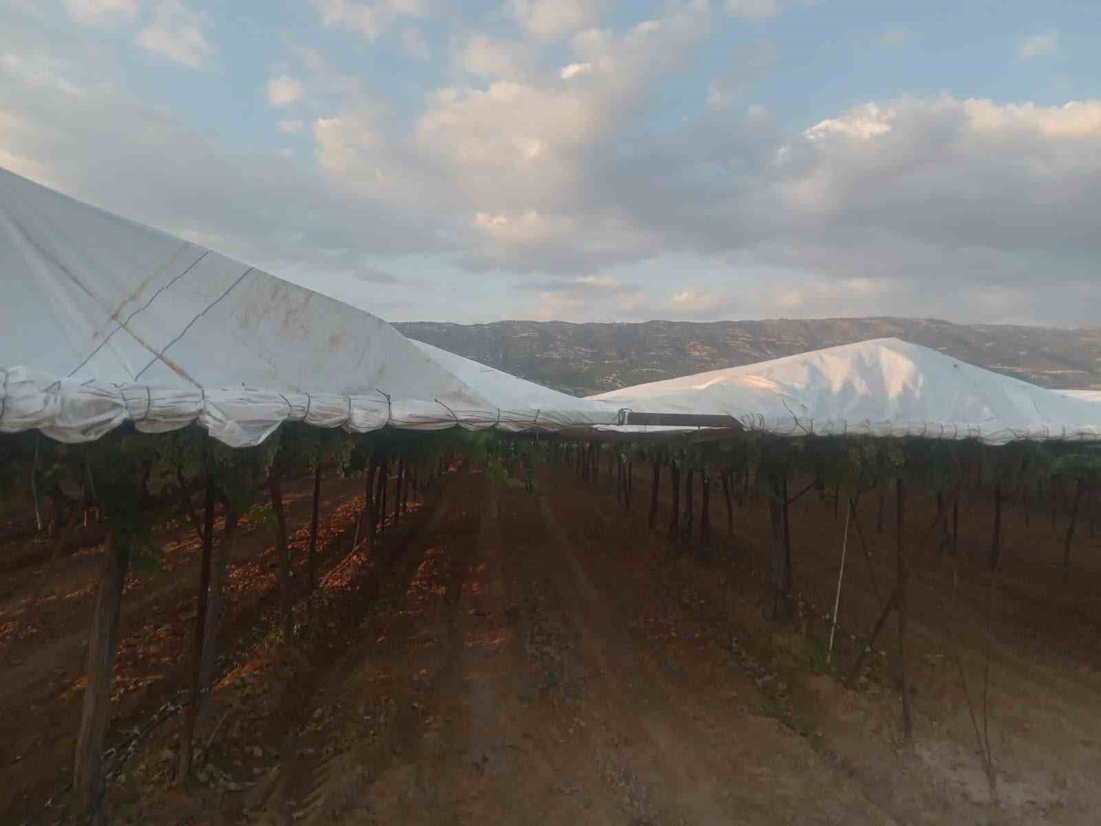 Sarıgöl bağlarında hedef ihracatlık kaliteli üzüm