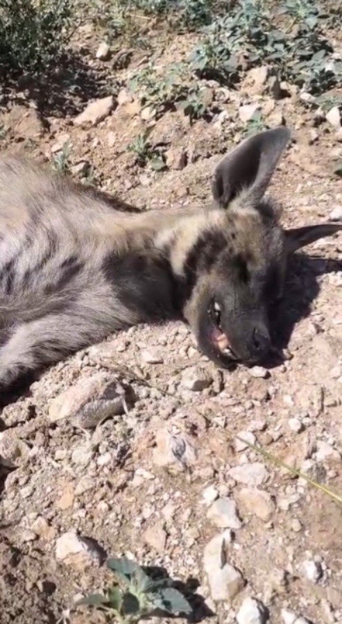Şanlıurfa’da nesli tehdit altındaki çizgili sırtlan ölü bulundu