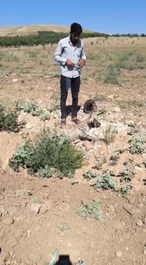 Şanlıurfa’da nesli tehdit altındaki çizgili sırtlan ölü bulundu