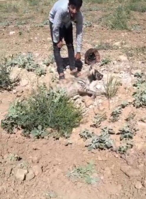 Şanlıurfa’da nesli tehdit altındaki çizgili sırtlan ölü bulundu