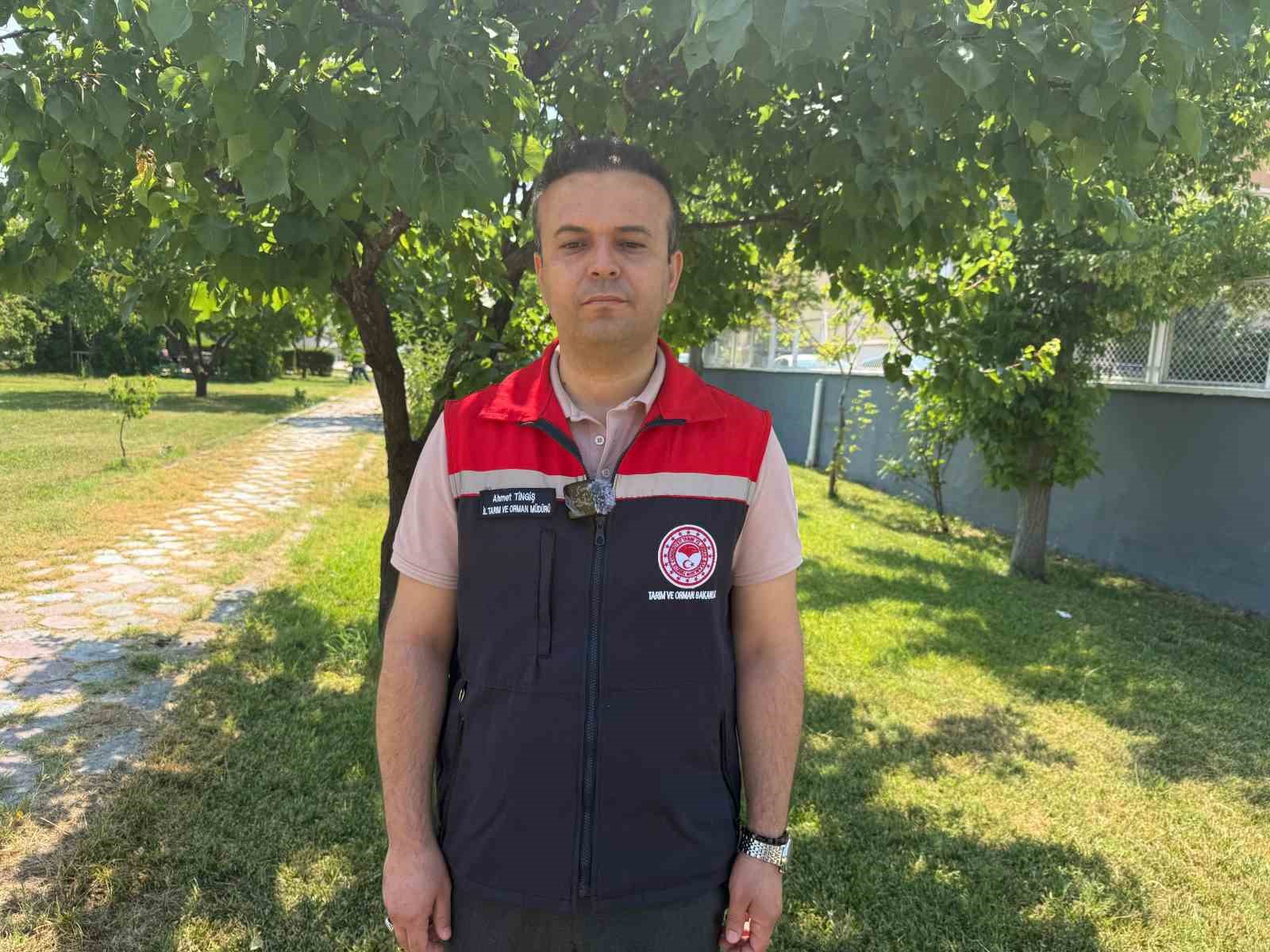 Iğdır kayısısında yüzde 70’i aşan rekolte kaybı