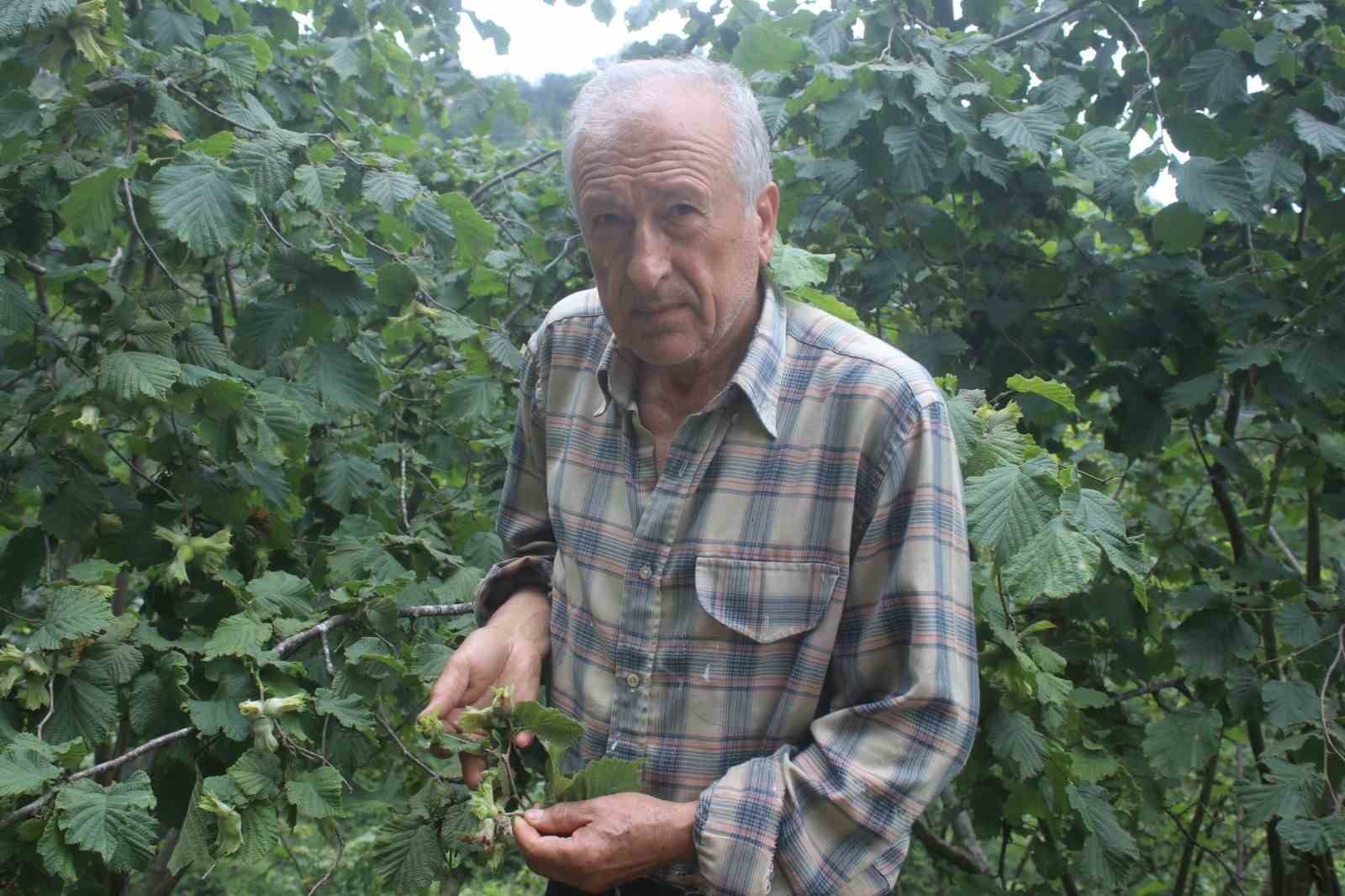 Fındıkta daldaki bolluk yanıltabilir: Çürük, küf ve kokarca rekolteyi tehdit ediyor