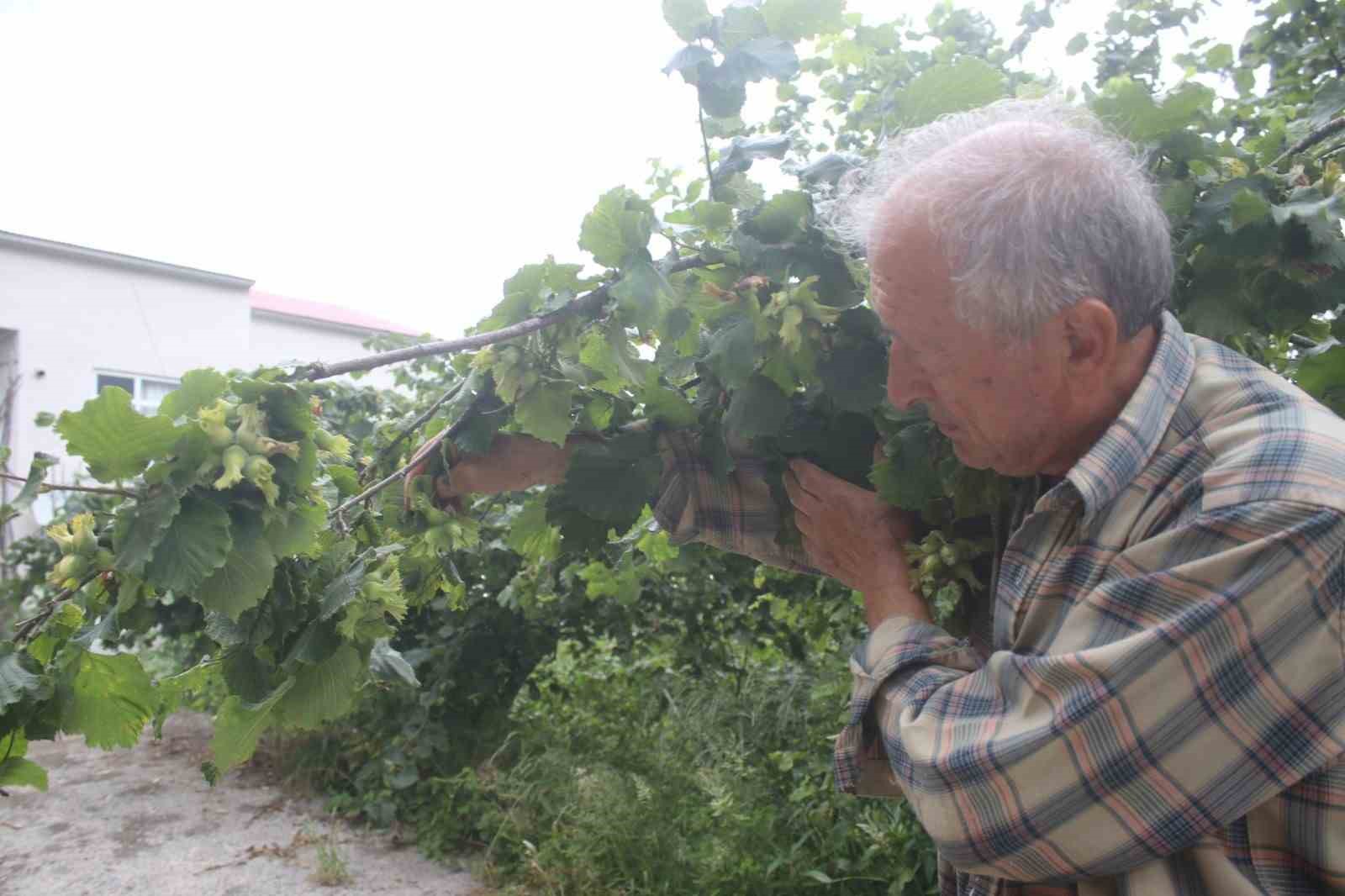Fındıkta daldaki bolluk yanıltabilir: Çürük, küf ve kokarca rekolteyi tehdit ediyor