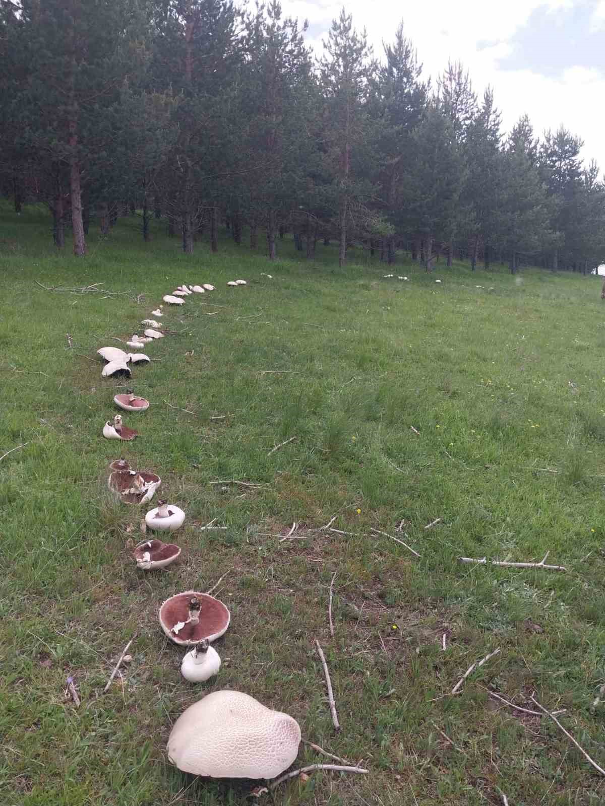 Yağmur sonrası meralar mantarla doldu