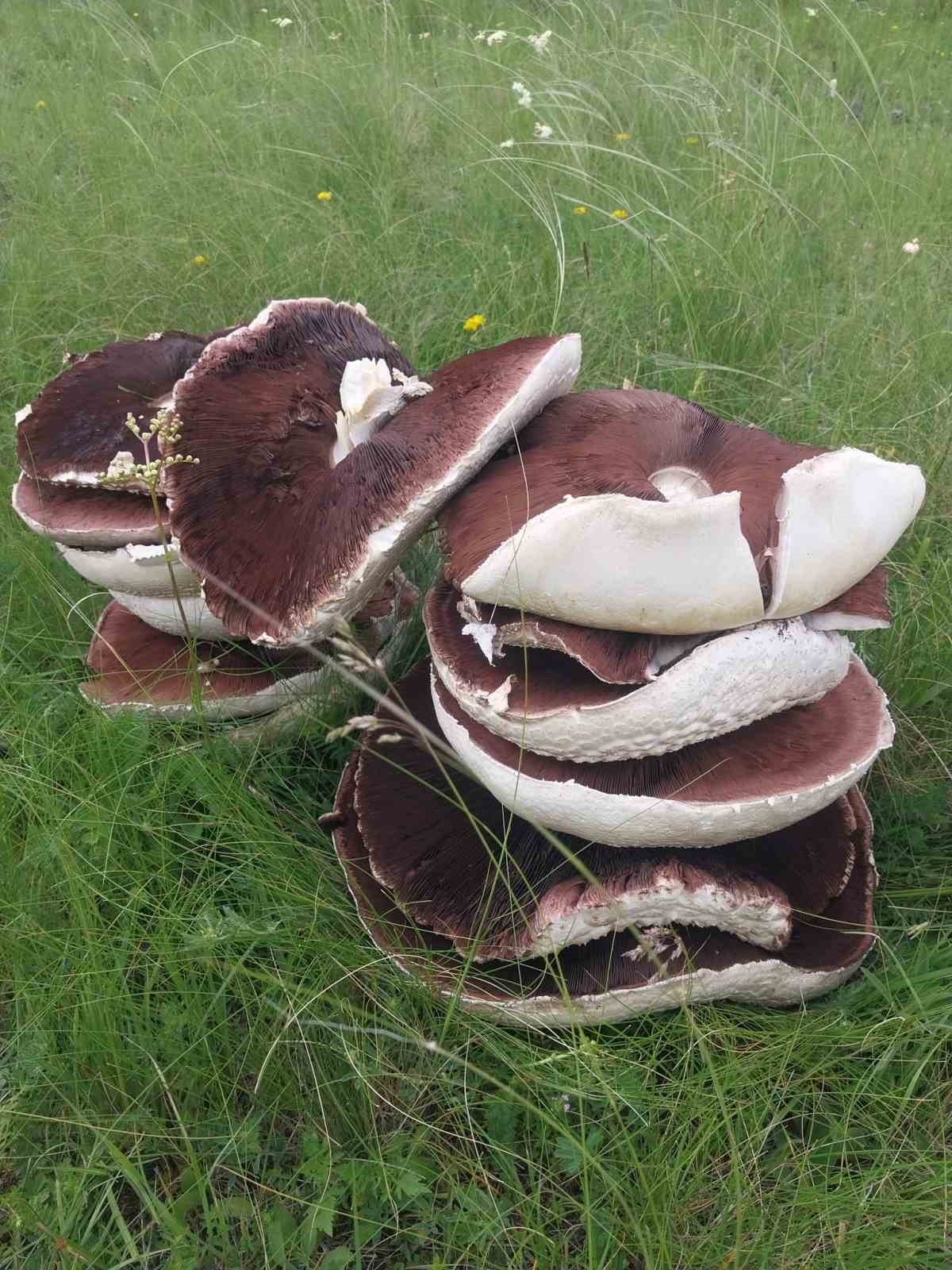 Yağmur sonrası meralar mantarla doldu