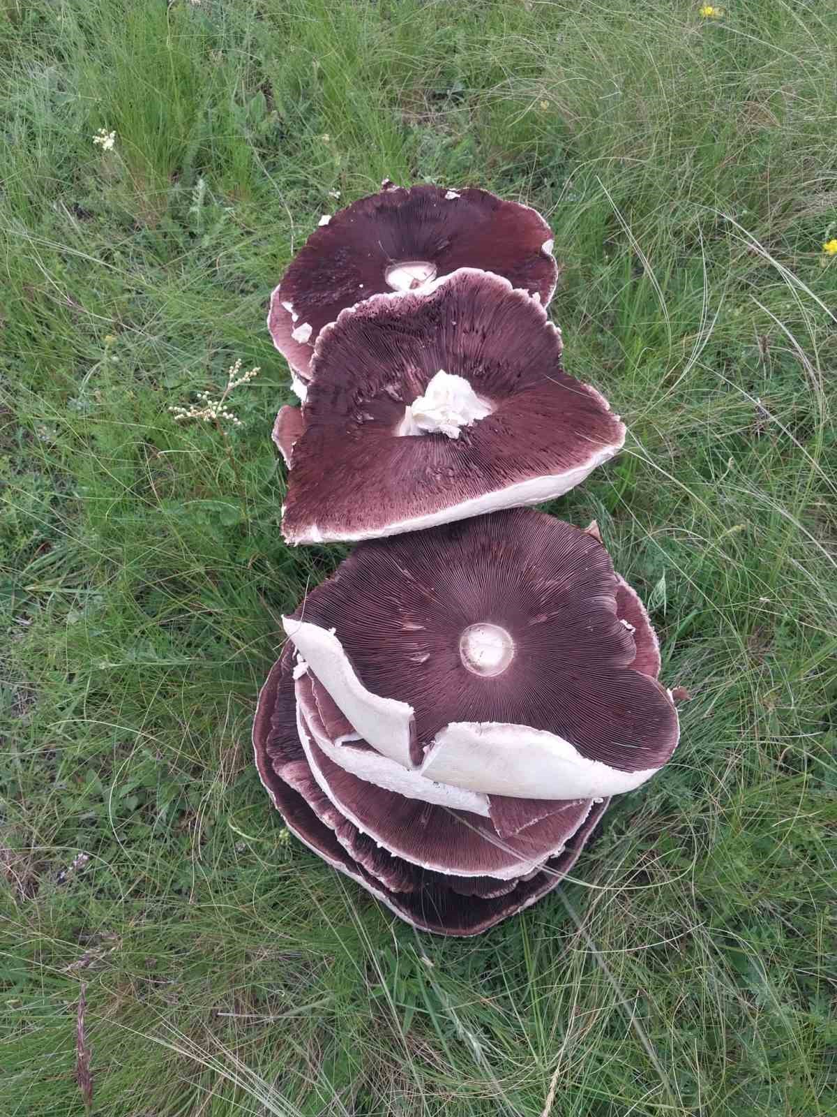 Yağmur sonrası meralar mantarla doldu