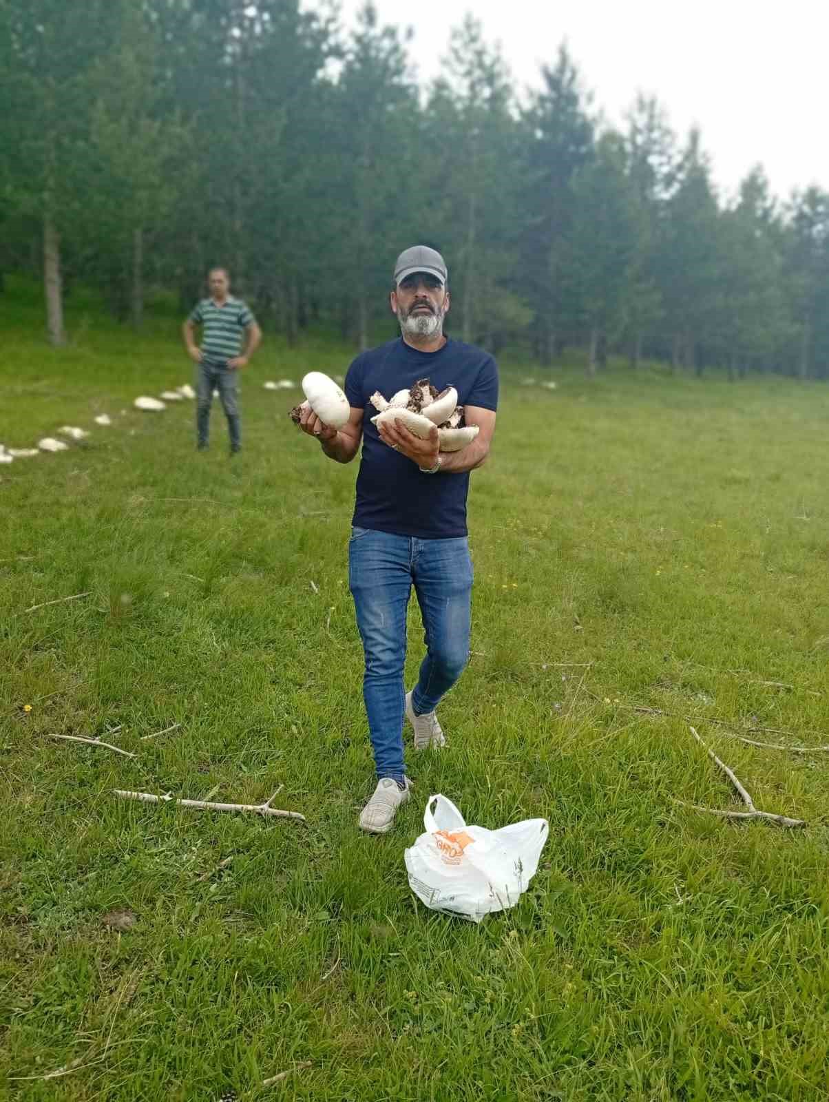 Yağmur sonrası meralar mantarla doldu