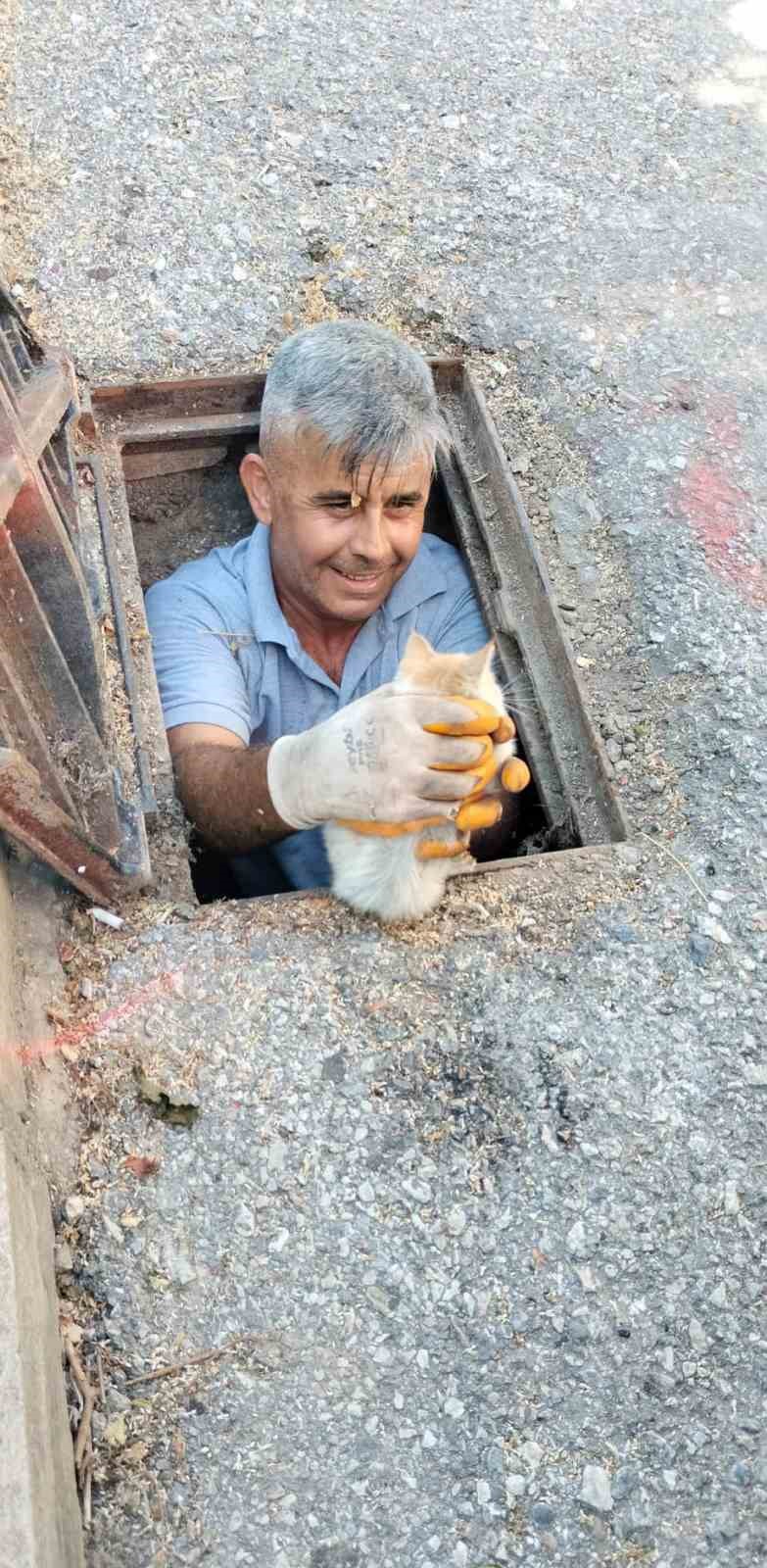 Kanalizasyona düşen kedi belediye ekiplerince kurtarıldı