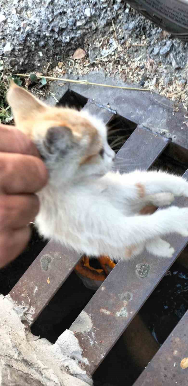 Kanalizasyona düşen kedi belediye ekiplerince kurtarıldı