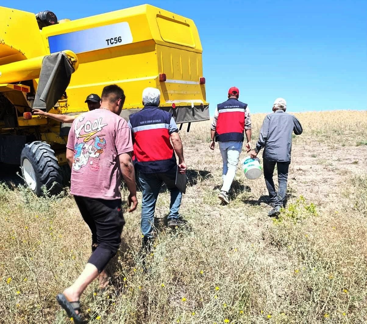 Gediz’de biçerdöverle hasat kontrolleri sürüyor
