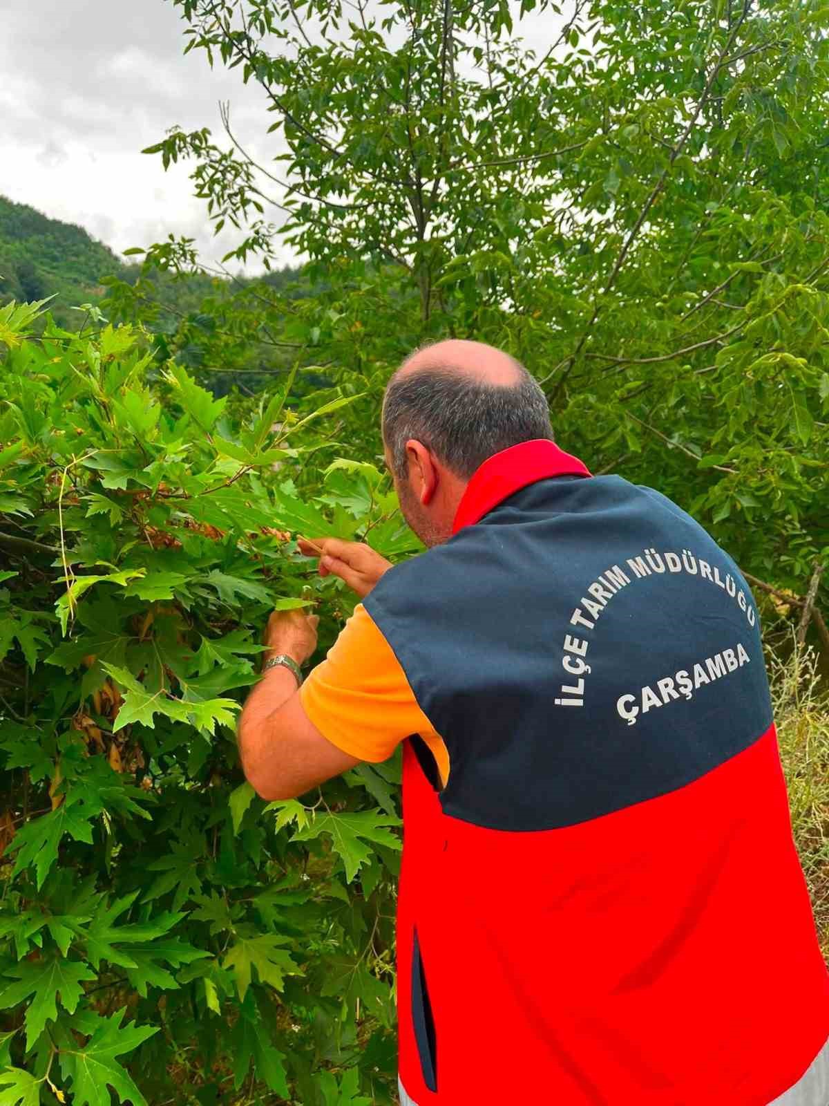 Çarşamba Ovası’nda samuray arıcığı salındı