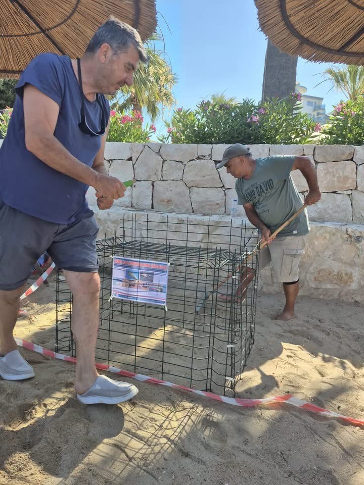 Aydın’ın Kuşadası ve Didim kıyılarında caretta hareketliliği