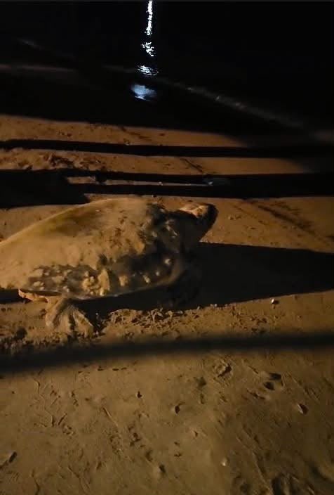 Aydın’ın Kuşadası ve Didim kıyılarında caretta hareketliliği