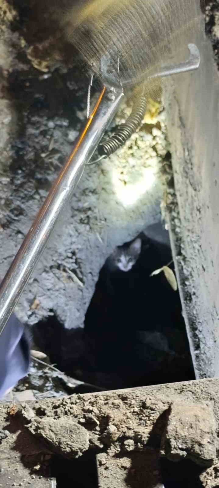 Mazgalda 3 gün mahsur kalan kedi, 2 saatlik çalışmayla kurtarıldı