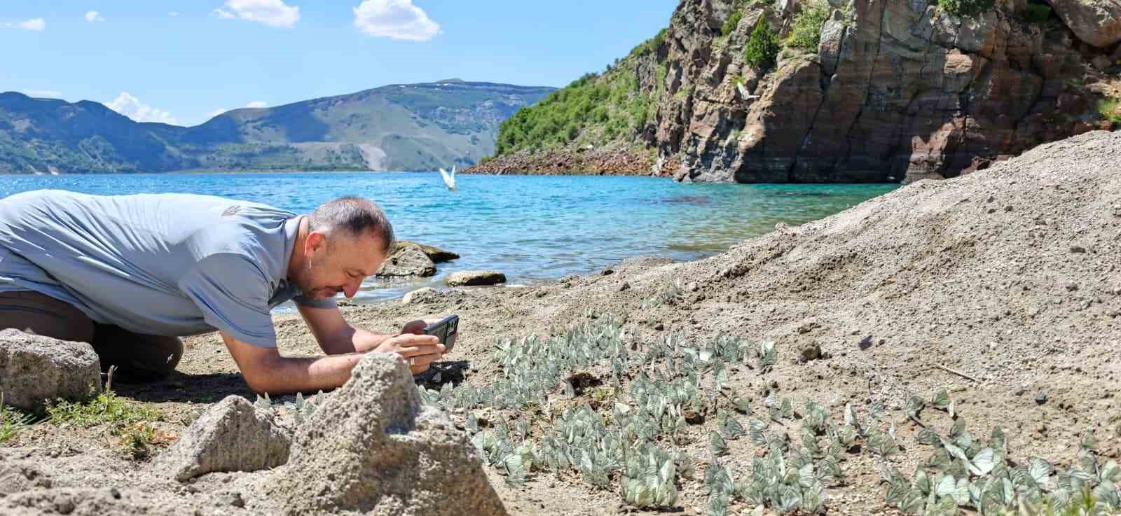 Nemrut Krater Gölü’nde şaşırtan doğa olayı: Alıç kelebeği yoğunluğu dikkat çekti