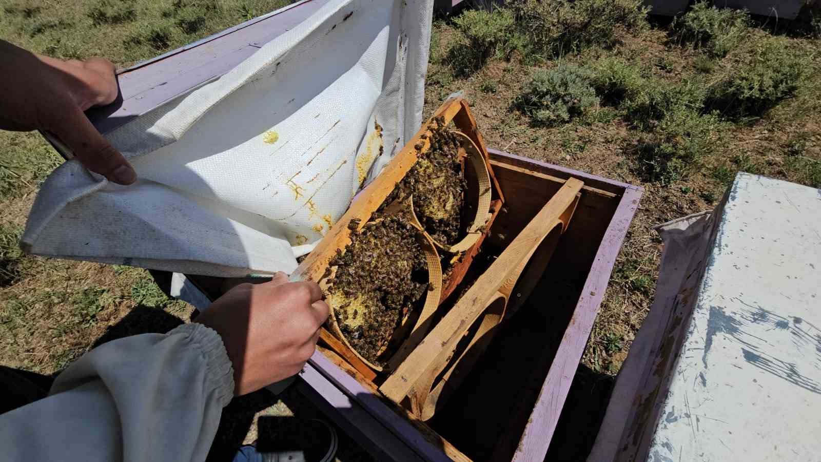 Süphan Dağı’nın eteklerinde arıcılık bereketi