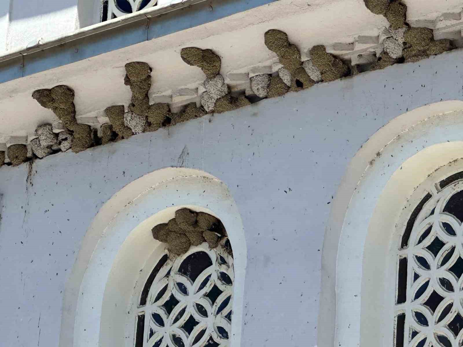 Kırlangıç yuvalarını bozmayıp pencereleri naylonla kapladılar