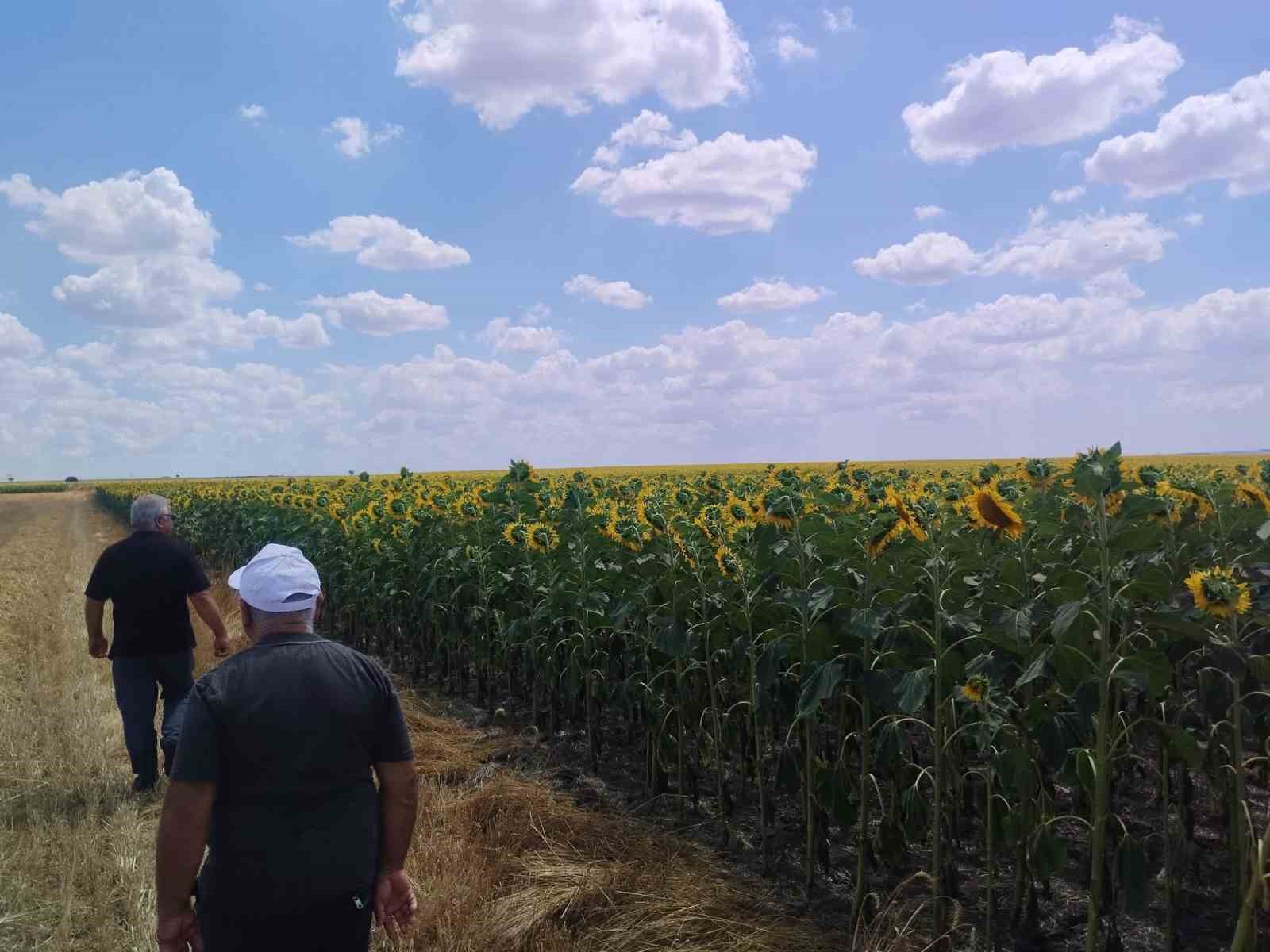 Anıza ayçiçeği ekimi yapan çiftçi kazanıyor