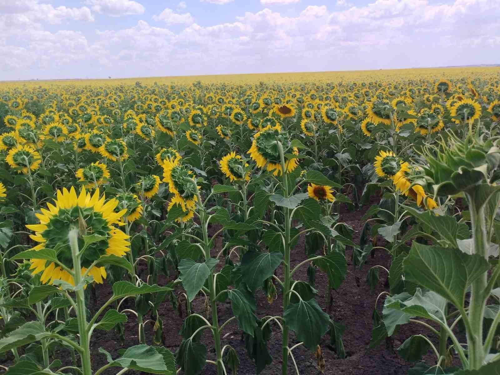 Anıza ayçiçeği ekimi yapan çiftçi kazanıyor