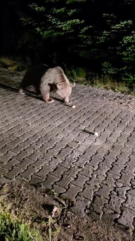 Uludağ’da görülen iri ayı hayrete düşürdü