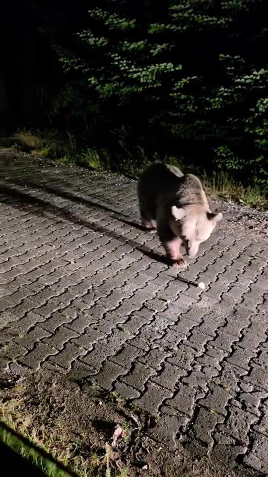 Uludağ’da görülen iri ayı hayrete düşürdü