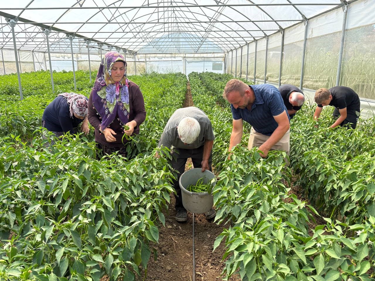 Kocaeli’de yüzde 50 hibe destekli modern seralarda ilk hasat başladı