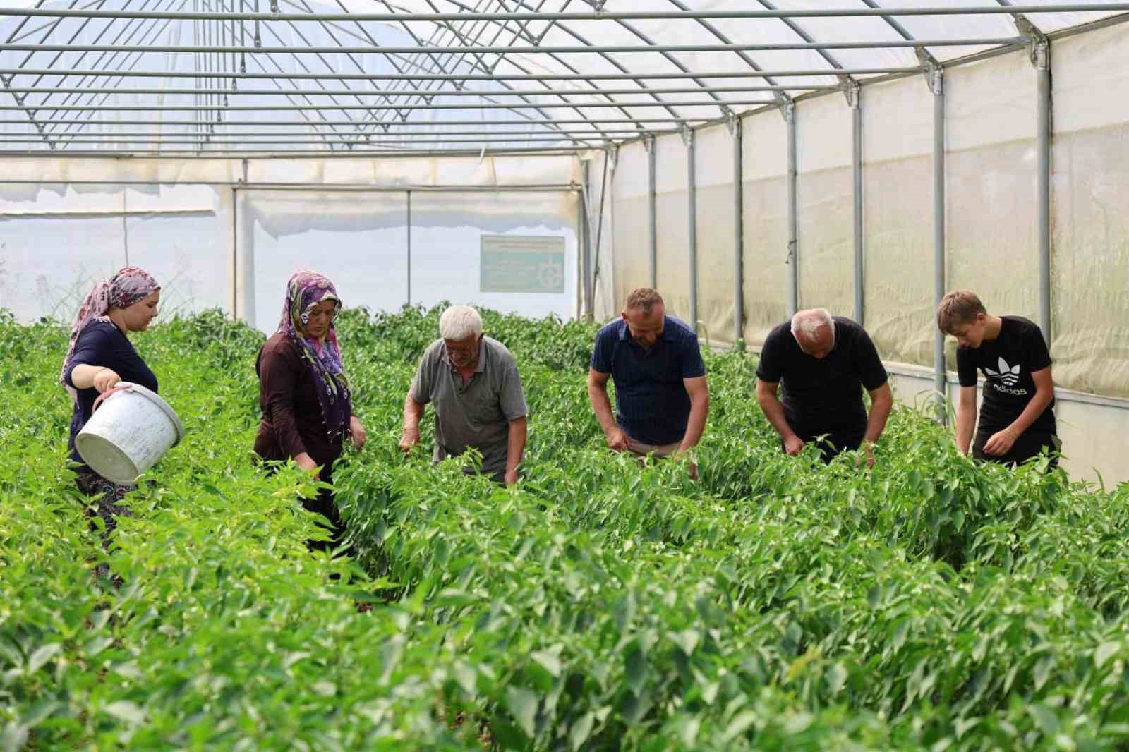 Kocaeli’de yüzde 50 hibe destekli modern seralarda ilk hasat başladı
