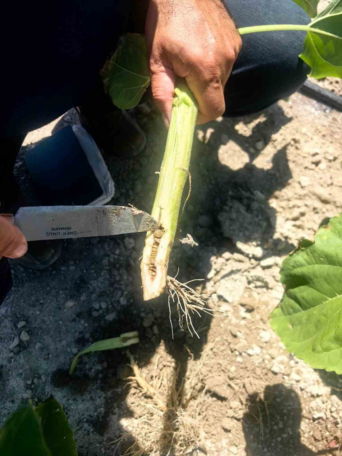 Karapınar’da çerezlik ayçiçeğinde beyaz çürük belirtisi