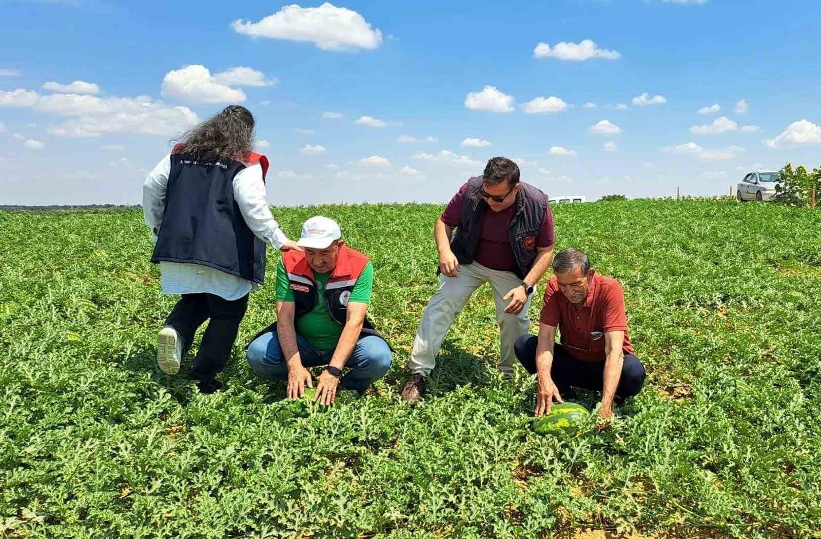 Tekirdağ’da ilk karpuz hasadı başladı