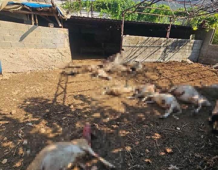 Mersin’de ağıla giren kurtlar 29 koyunu telef etti