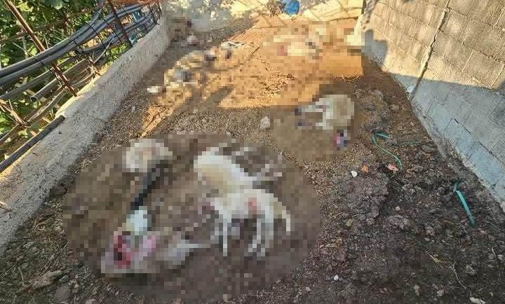 Mersin’de ağıla giren kurtlar 29 koyunu telef etti