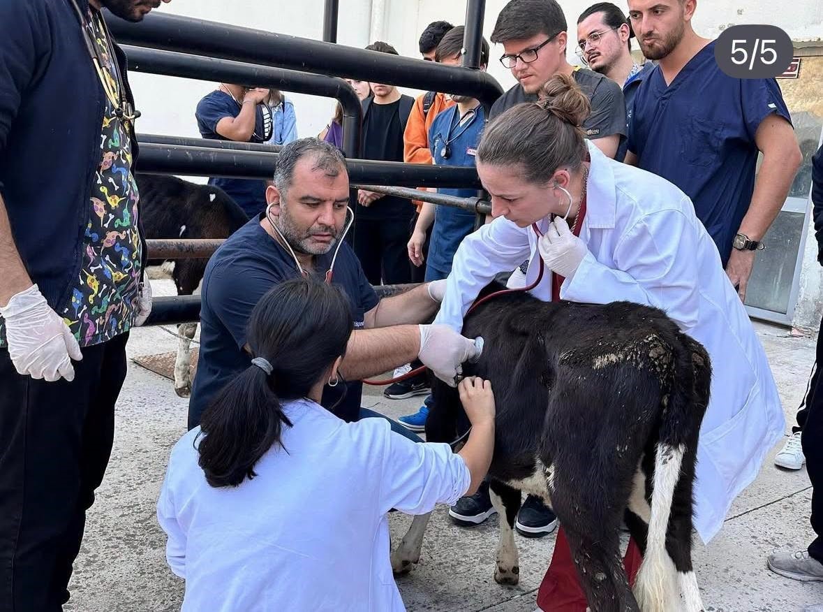 Balıkesir Veteriner Fakültesinde bin 250 hasta hayvana teşhis ve tedavi hizmeti sunuldu
