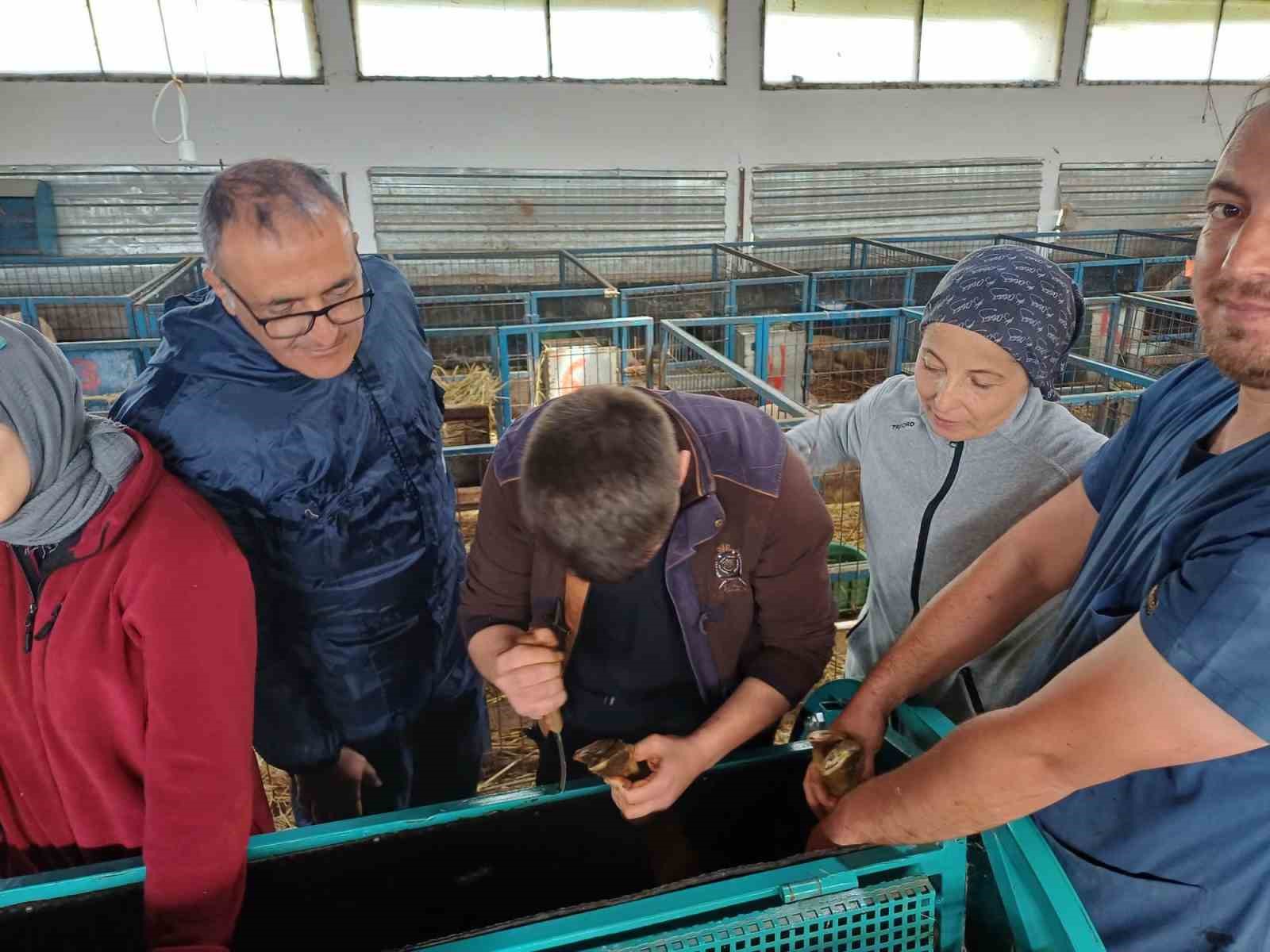Balıkesir Veteriner Fakültesinde bin 250 hasta hayvana teşhis ve tedavi hizmeti sunuldu