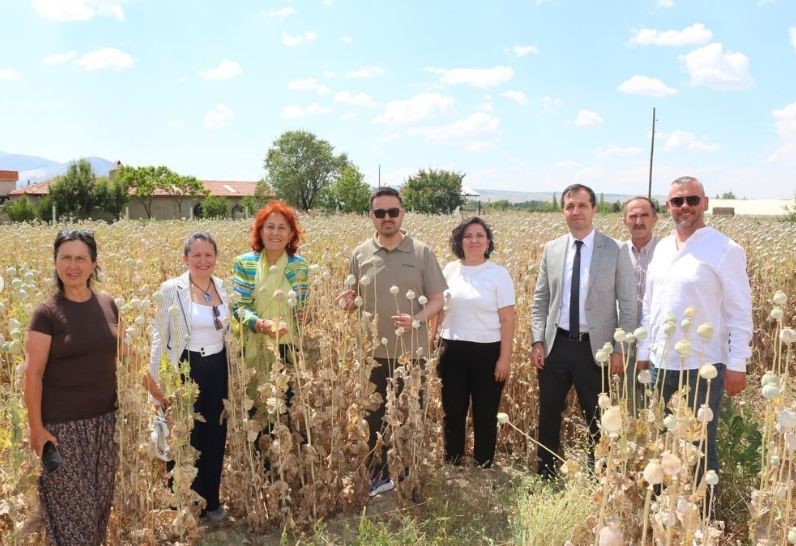 Kadın girişimciler Kuşadası’ndan Isparta’ya gidip haşhaş hasadı yaptı