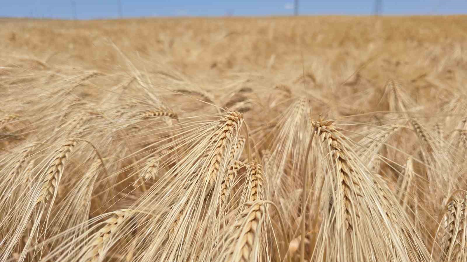 Yozgat’ta arpa hasadı başladı