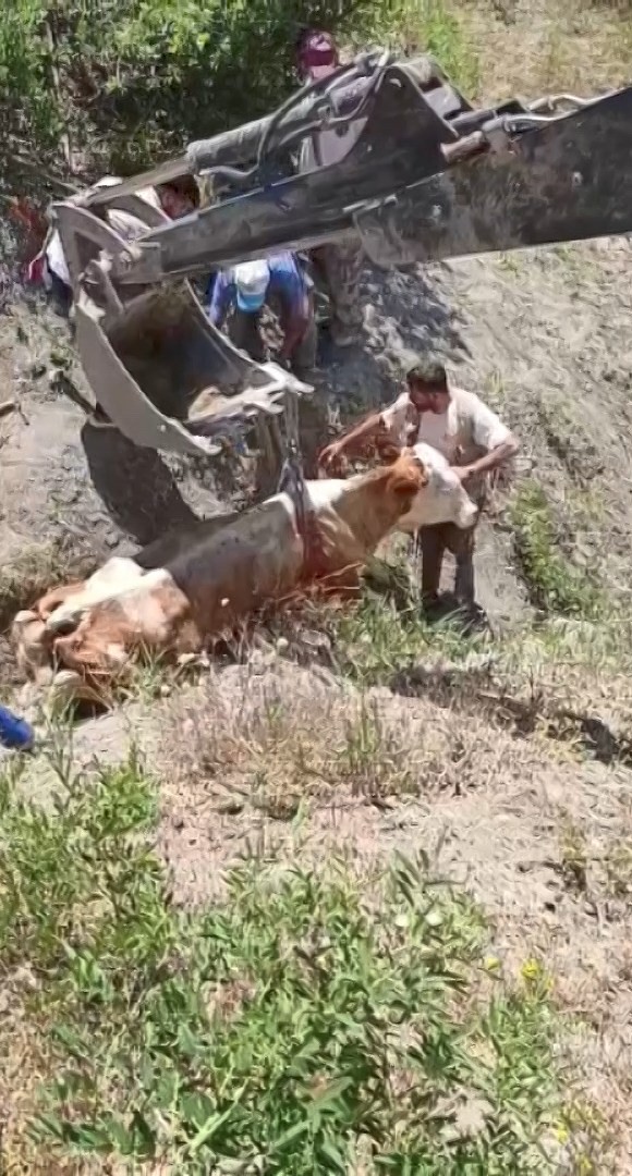 Elazığ’da uçurumdan yuvarlanan inek kurtarıldı