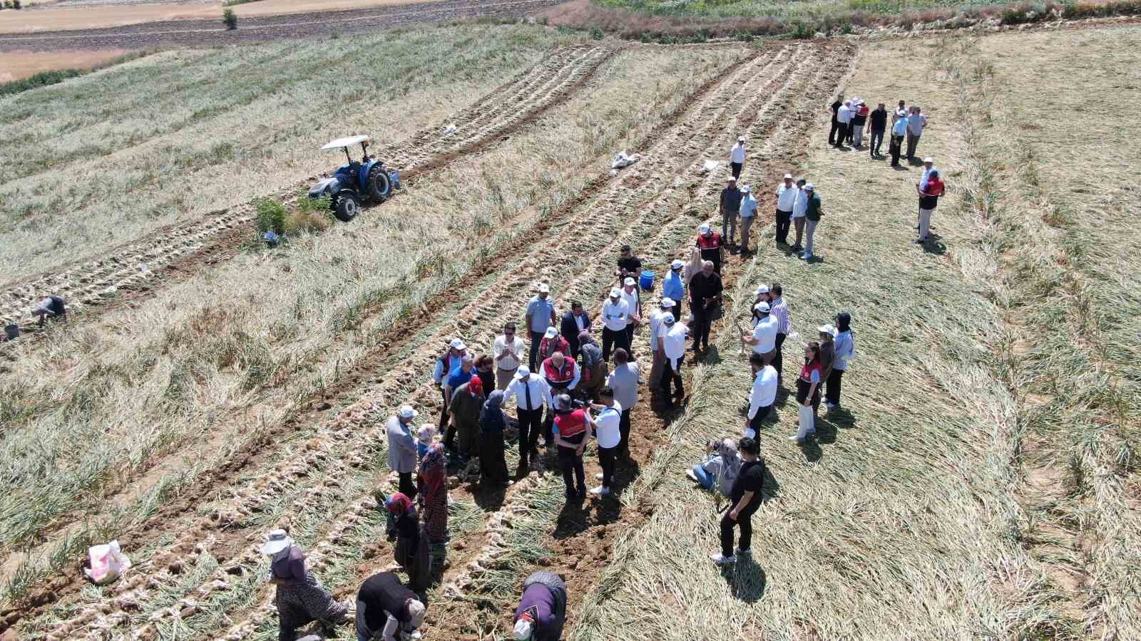 Dünyaca ünlü Taşköprü sarımsağının hasadı başladı