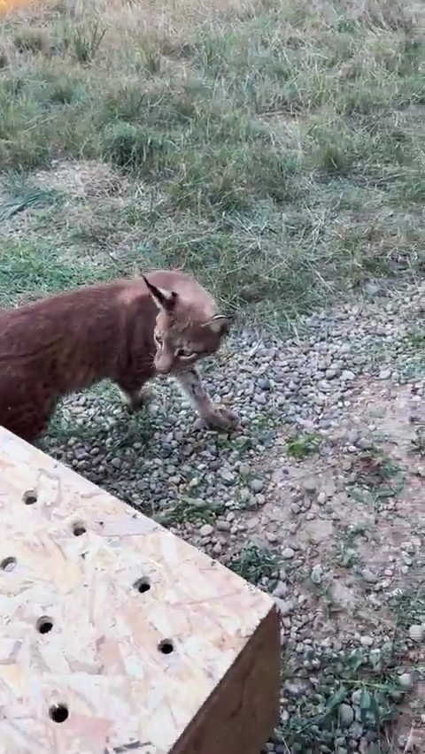 Edirne’de aracın bagajında iki vaşak ve serval ele geçirildi