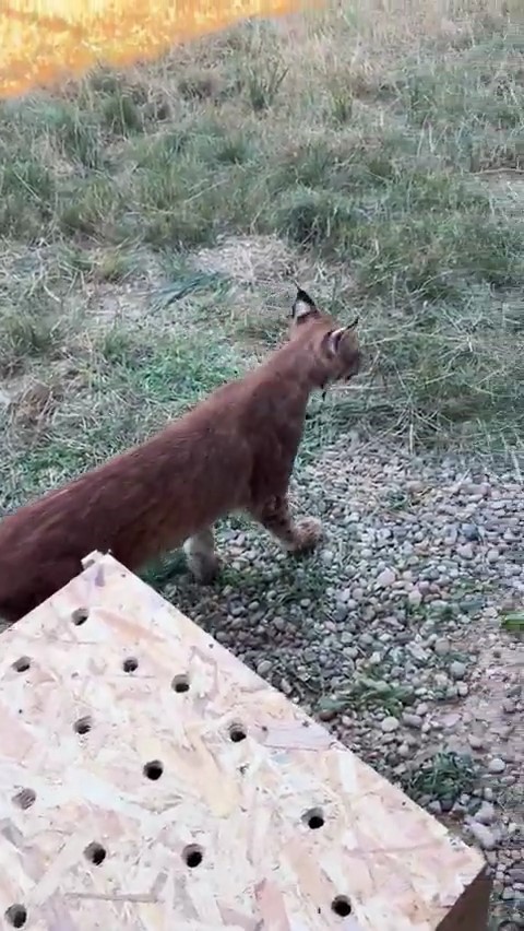 Edirne’de aracın bagajında iki vaşak ve serval ele geçirildi