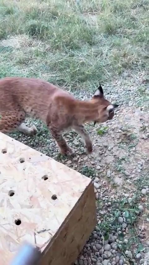 Edirne’de aracın bagajında iki vaşak ve serval ele geçirildi