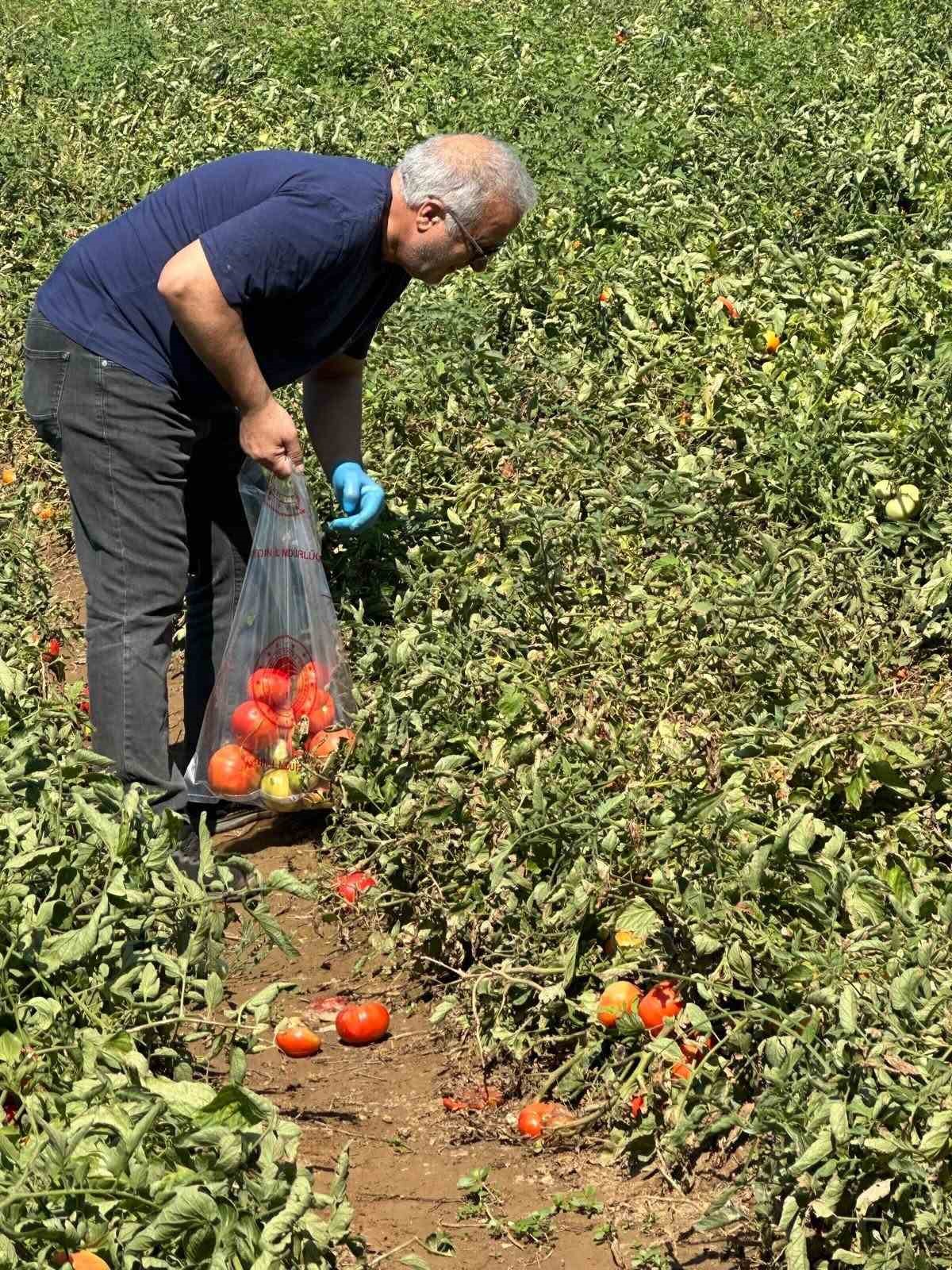 Köşk’te domateste hasat öncesi ilaç kalıntısı denetimi başladı
