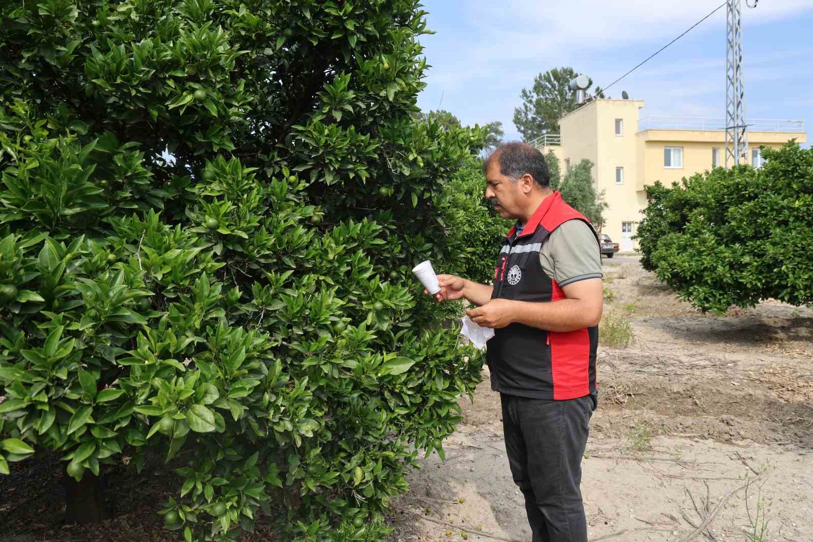 Narenciyede zararlılara karşı faydalı böcek seferberliği