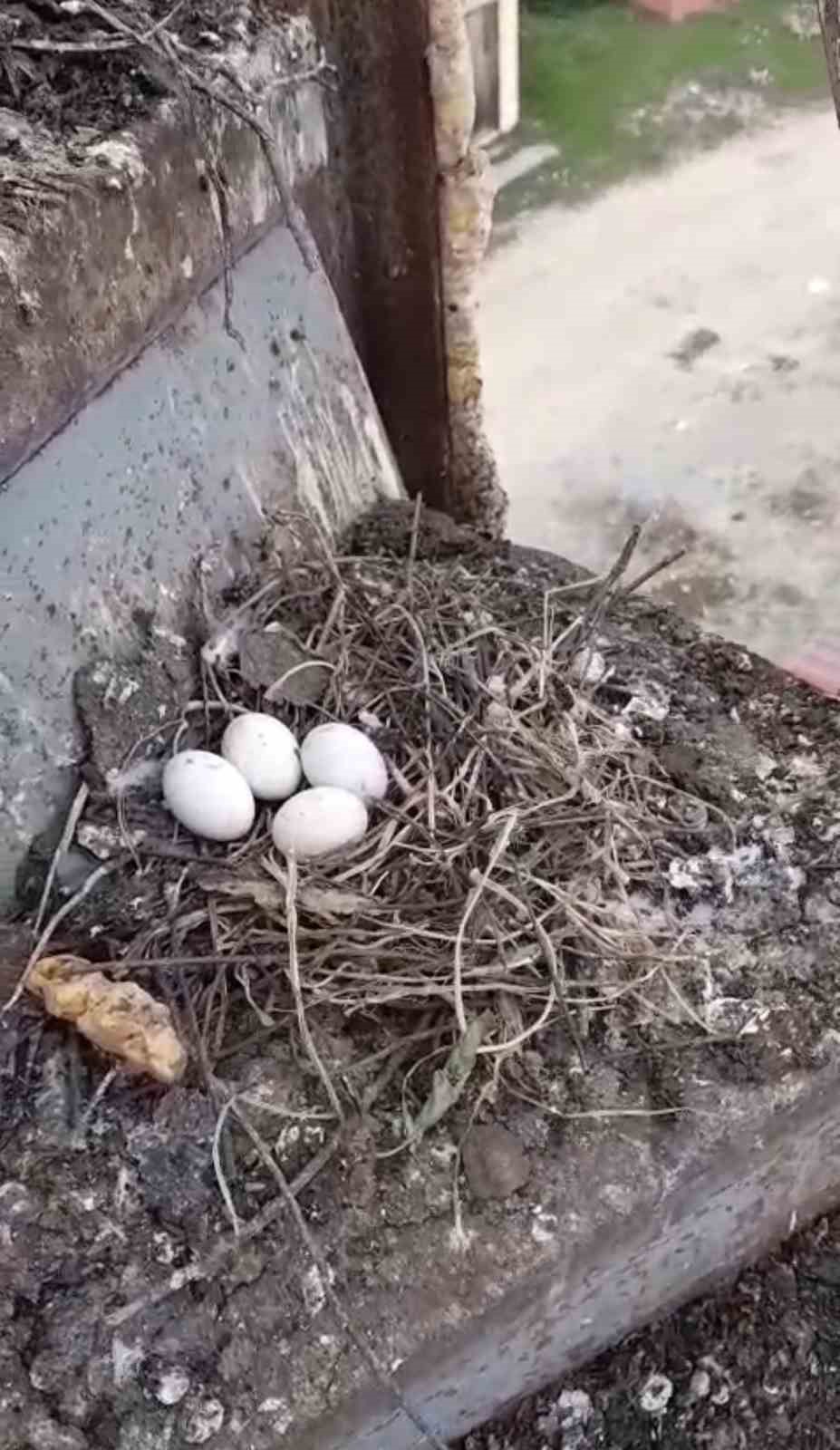 Güvercin yuvası minare yıkımını erteledi