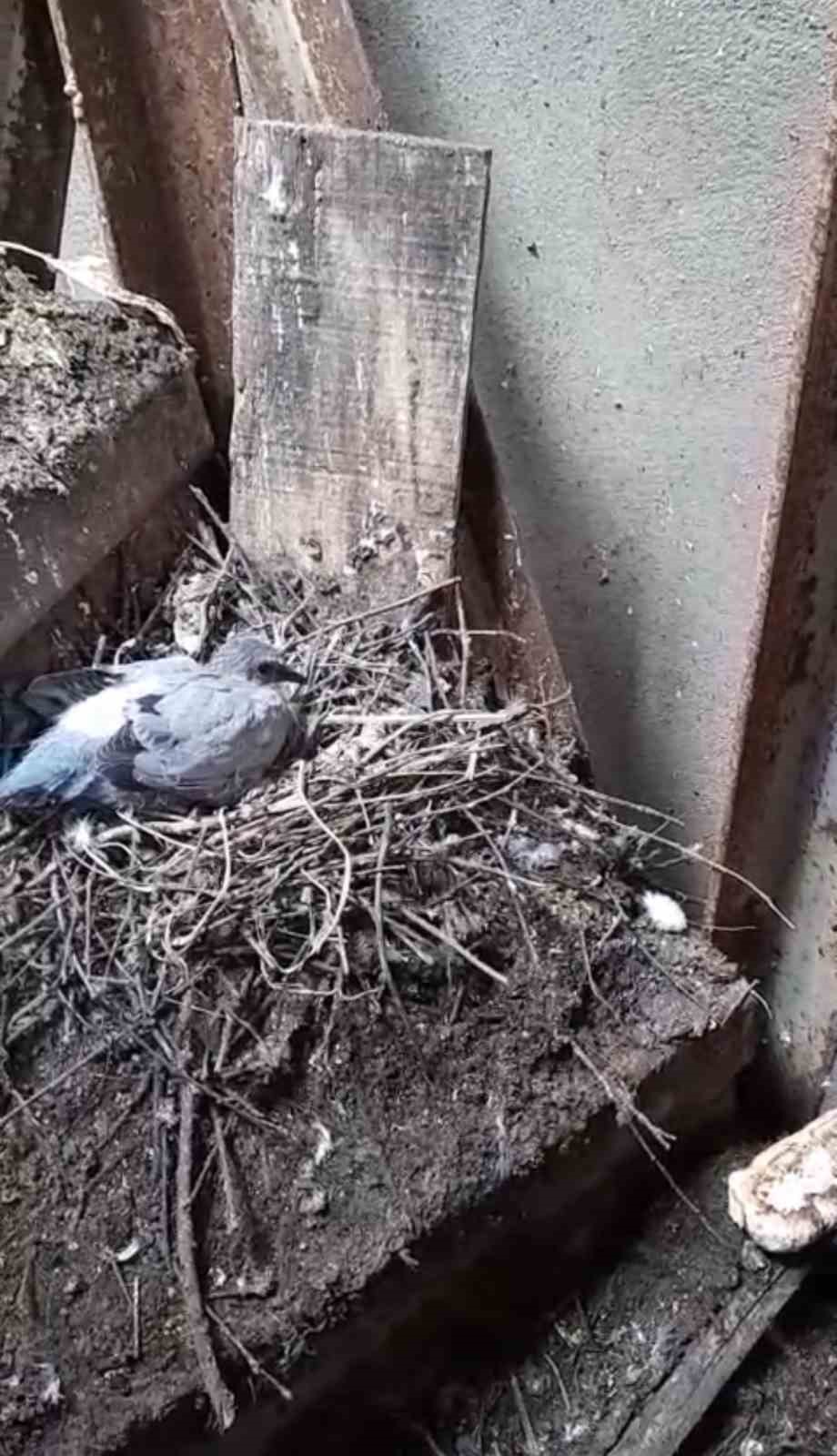 Güvercin yuvası minare yıkımını erteledi